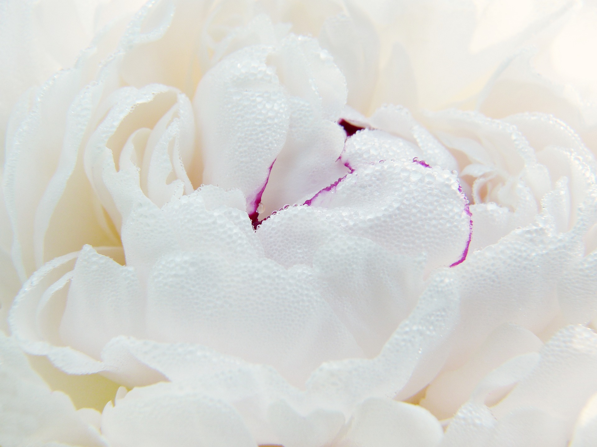 Pivoine en fleur