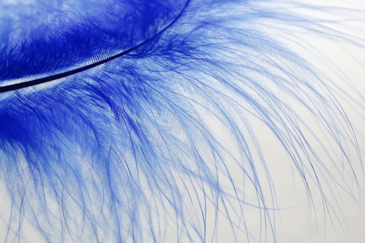 Plume bleue aux barbes fines sur fond clair