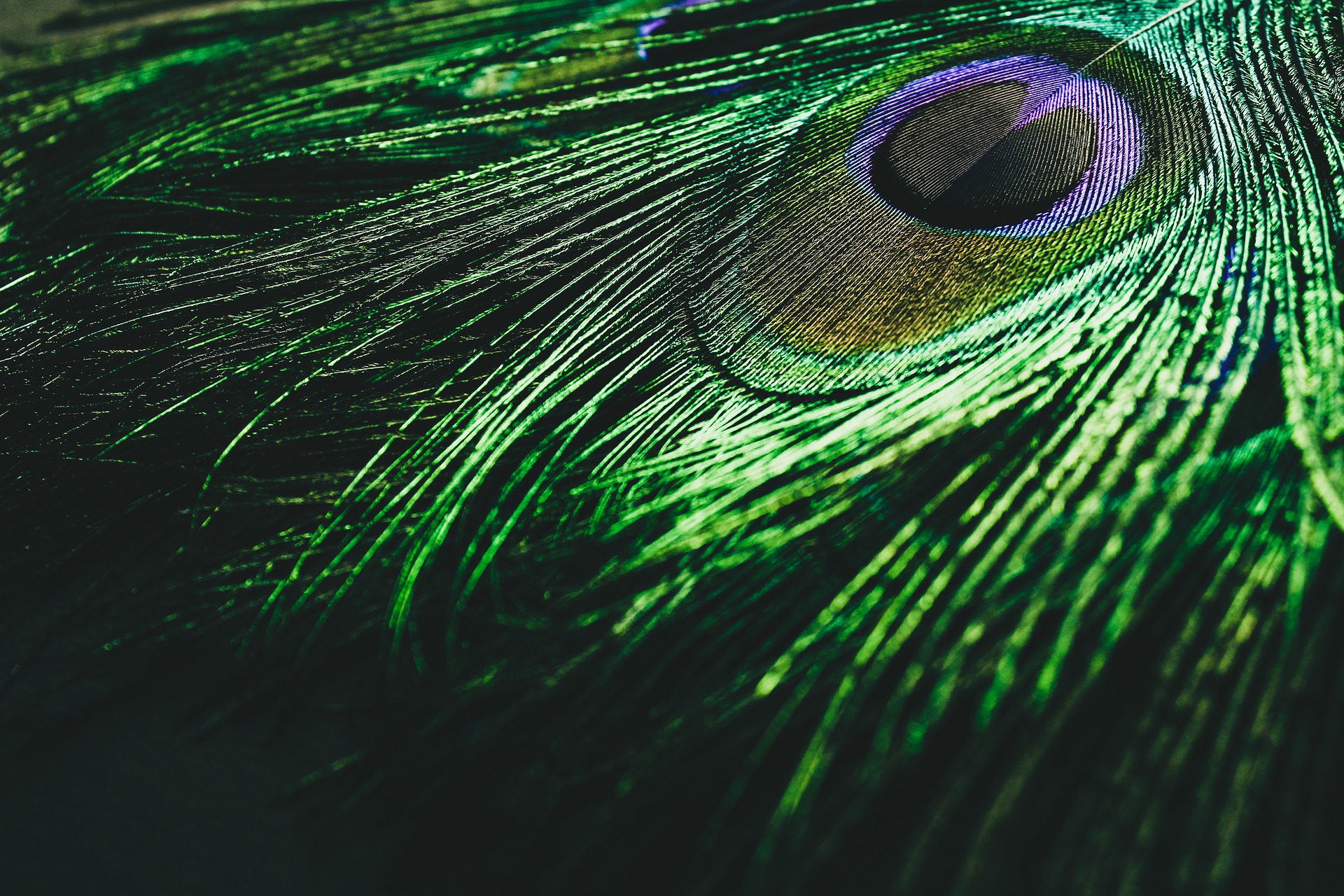 Plume verte